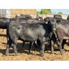 Image 4 : Brandt Boys Beef & Grain - 935# September Delivery Heifers - 65 Head (Tolstoi, MB)