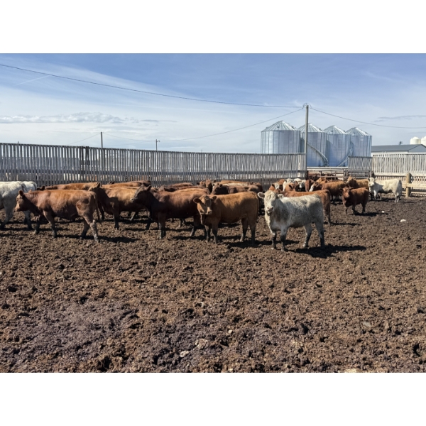 Poelman Farms - 860# August Delivery Heifers - 206 Head (Granum, AB)