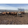 Image 1 : Poelman Farms - 860# August Delivery Heifers - 206 Head (Granum, AB)
