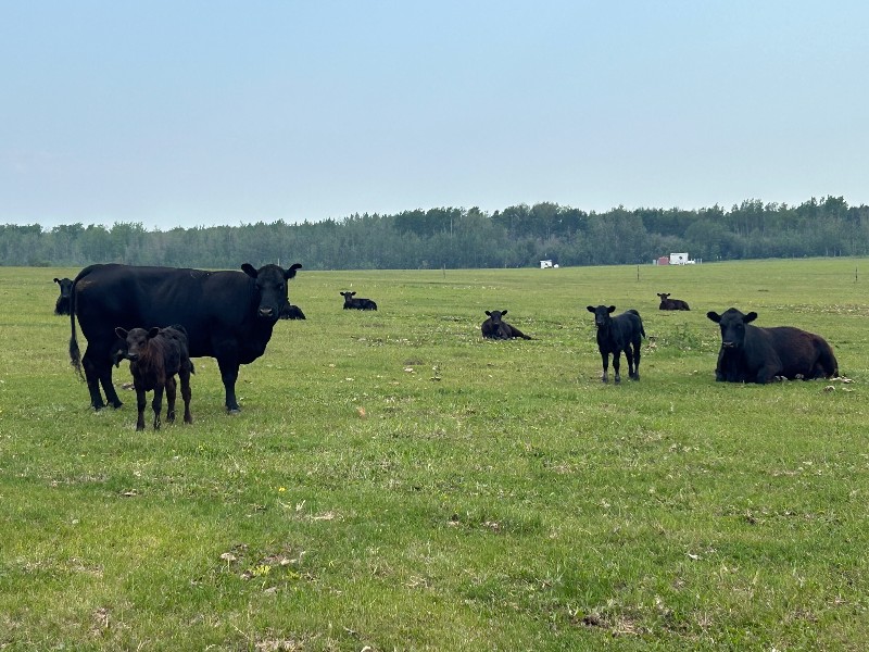 7828 Cow Hillside Contracting - 28 Black Angus Cow/Calf Pairs (Spirit River, AB ...