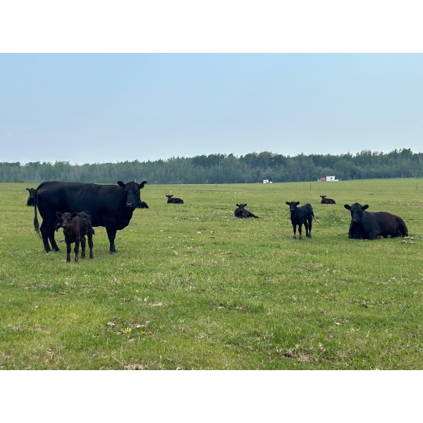 Hillside Contracting - 28 Black Angus Cow/Calf Pairs (Spirit River, AB)