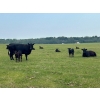 Image 1 : Hillside Contracting - 28 Black Angus Cow/Calf Pairs (Spirit River, AB)