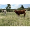 Image 2 : John Bland - 860# September Grass Heifers - 125 Head (Rimbey, AB)