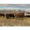 Image 3 : Cody Jackson - 965# January Delivery Steers - 105 Head (Sundre, AB)