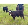 Image 10 : Jamieson Ranch - 550# November Delivery Steer Calves - 95 Head (Cabri, SK)