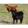 Image 2 : Johnson Livestock - 670# December Weaned Heifers - 90 Head (Peebles, SK) VBP+
