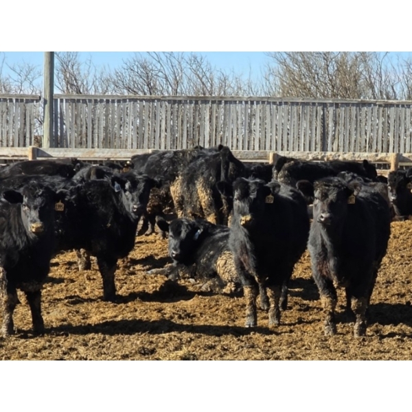 Shay & Sharmon Wilson - 880# March Delivery Steers - 104 Head (Bow Island, AB)