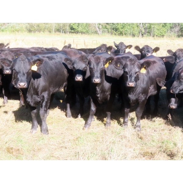 Taylor Enterprises Inc. - 875# October Delivery Grass Heifers - 100 Head (Wawota, SK)