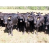 Image 1 : Taylor Enterprises Inc. - 875# October Delivery Grass Heifers - 100 Head (Wawota, SK)