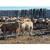 Image 3 : Selte Farms (1985) Ltd. - 790# March Delivery Steers - 70 Head (Vermilion, AB)