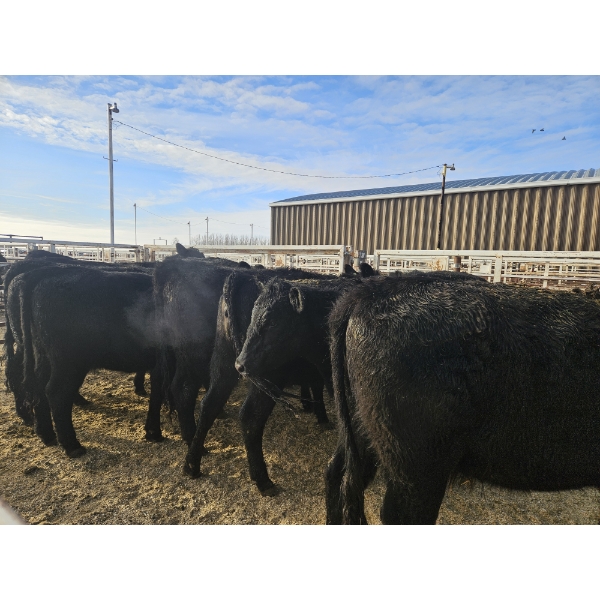 Lazy J Cattle Co. - 10 Black Heifers (Pen 313 - 315) 1002# avg