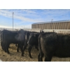 Image 1 : Lazy J Cattle Co. - 10 Black Heifers (Pen 313 - 315) 1002# avg