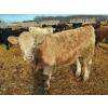 Image 5 : Rice Farms - 950# February Weaned Steers - 124 Head (Lacombe, AB)