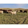 Image 5 : Logan Brothers (Rod, Barry & Bruce) - 630# October Delivery Steer Calves - 85 Head (Oyen, AB)