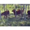 Image 8 : 130 Mile Ranch - 600# October Delivery Steer Calves - 90 Head (Lac La Hache, BC)