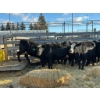 Image 2 : Fox Cattle Co. - 8 Bred Heifers (Pen 507)