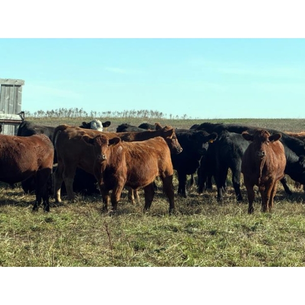 Ross L Seven Ranch Ltd. - 1005# October Delivery Grass Steers - 104 Head (Estevan, SK) VBP+