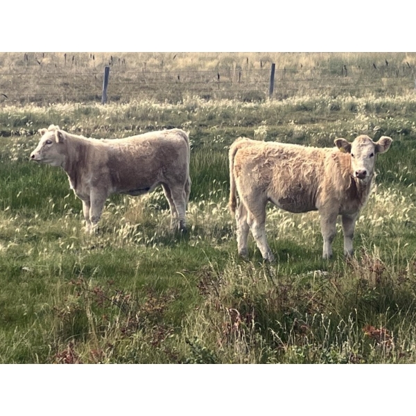 Rude Land & Cattle and Family - 570# October Delivery Heifer Calves - 80 Head (Sedalia, AB)