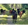 Image 2 : Jacobsen Family Ranch - 560# November Delivery Steer Calves - 105 Head (Williams Lake, BC)