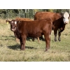 Image 2 : Jason & Melissa Smith - 610# October Delivery Heifer Calves - 50 Head (Eckville, AB)