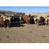 Image 6 : Downie Lake Colony - 860# March Delivery Heifers - 111 Head (Maple Creek, SK)