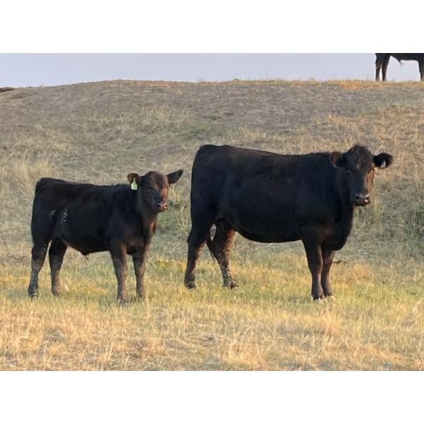R & W Cattle Co. Ltd. - 550# November Delivery Steer Calves - 110 Head (Carolside, AB)