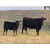 Image 1 : R & W Cattle Co. Ltd. - 550# November Delivery Steer Calves - 110 Head (Carolside, AB)