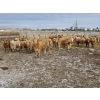 Image 1 : Bauer Ranching - 890# February Delivery Steers - 210 Head (Hilda, AB)