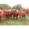 Image 7 : Mebs Ranch - 675# Steer Calves - 115 Head (Broadview, SK) VBP+