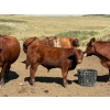Image 13 : Kokay Farms Ltd. - 685# November Delivery Steer Calves - 120 Head (Rosemary, AB)