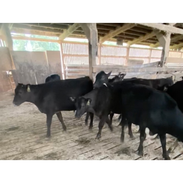 Iberg Farms Ltd. - 570# Angus/Holstein X Steers & Heifers - 13 Head (Langley, BC)