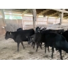 Image 1 : Iberg Farms Ltd. - 570# Angus/Holstein X Steers & Heifers - 13 Head (Langley, BC)