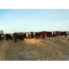 Image 5 : Birkenhagen Farms - 1020# January Delivery Steers - 61 Head (Carrot Creek, AB) VBP+