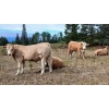 Image 4 : Ootsa Lake Cattle Co. - 980# September Delivery Grass Steers - 63 Head (Ootsa Lake, BC)
