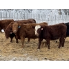 Image 2 : FM Livestock / Anchor P Farms - 900# March Delivery Steers - 68 Head (Bentley, AB)