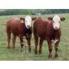 Image 5 : Leib Farm & Ranch Ltd. - 715# November Delivery Steer Calves - 85 Head (Southey, SK)