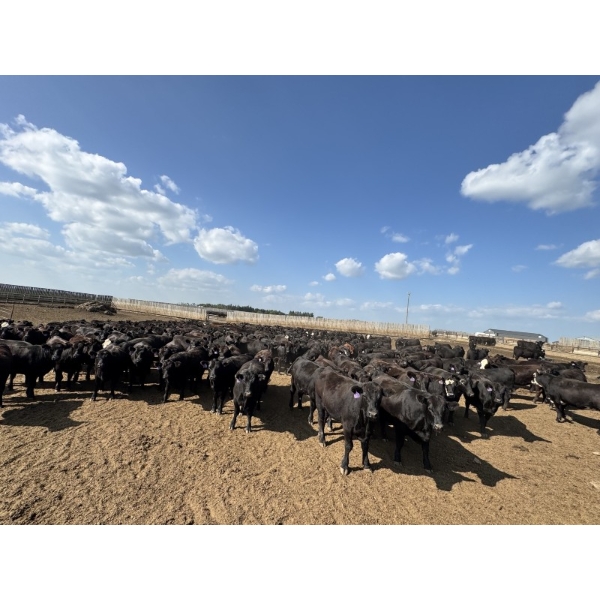 Cunningham Cattle Co. - 985# September Delivery Heifers - 165 Head (Rhein, SK)