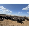 Image 1 : Cunningham Cattle Co. - 985# September Delivery Heifers - 165 Head (Rhein, SK)
