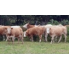 Image 3 : Ootsa Lake Cattle Co. - 820# September Delivery Grass Heifers - 77 Head (Ootsa Lake, BC)
