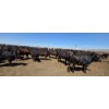 Image 7 : Dusty Meadow Farms - 825# May Delivery Heifers - 215 Head (Fincastle, AB)