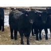 Image 6 : Eric Tarrant - 740# February Delivery Heifers - 70 Head (High River, AB)