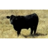 Image 5 : Schweb Family Cattle - 650# October Delivery Steer Calves - 90 Head (Logan Lake, BC)