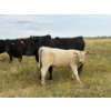 Image 4 : Circus Coulee Cattle (Robert & Jordy Hoff) - 525# November Heifer Calves - 95 Head (Dorothy, AB)