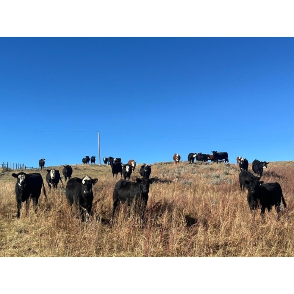 Bircham Ranch - 1025# October Delivery Grass Heifers - 58 Head (Piapot, SK)