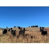 Image 1 : Bircham Ranch - 1025# October Delivery Grass Heifers - 58 Head (Piapot, SK)