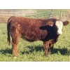 Image 7 : Squaw Valley Ranch - 840# October Delivery Steer Calves - 70 Head (Lumby, BC)