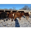 Image 2 : Sunrise Cattle Co. - 770# March Delivery Heifers - 73 Head (Steinbach, MB)
