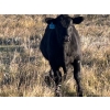 Image 13 : Jordan & Kelli Hoopfer - 660# November Delivery Steer Calves - 90 Head (Gadsby, AB)