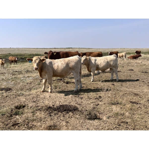 Peacock Farms - 625# October Delivery Steer Calves - 75 Head (Chinook, AB)