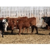 Image 5 : Two River Ranch - 900# February Delivery Weaned Heifers - 210 Head (Monarch, AB)